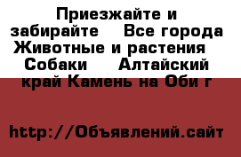 Приезжайте и забирайте. - Все города Животные и растения » Собаки   . Алтайский край,Камень-на-Оби г.